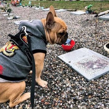 Il cane che veglia sulla tomba del suo compagno di giochi di una vita