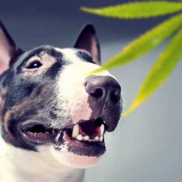 Fido e Felix si sono ammalati? La marijuana li può curare. La startup JustMary.fun lancia la “cannabis light” per la cura degli animali da compagnia