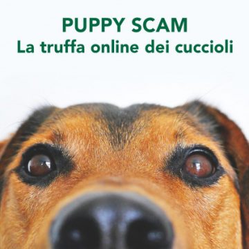 Puppy Scam: Bliss Pets denuncia la truffa della vendita di cuccioli online. I consigli per difendersi