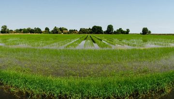 Il Riso del Delta del Po IGP pronto a diventare anche BIO