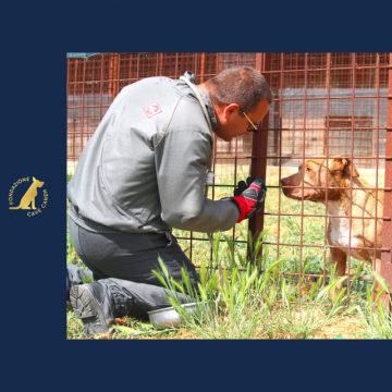 Al via i nuovi corsi di formazione promossi dall’Accademia CAVE CANEM, il progetto formativo della Fondazione CAVE CANEM ONLUS, destinato a chi lavora per gli animali o sogna di farlo.