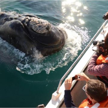 Penisola Valdés, il fascino delle balene del sud