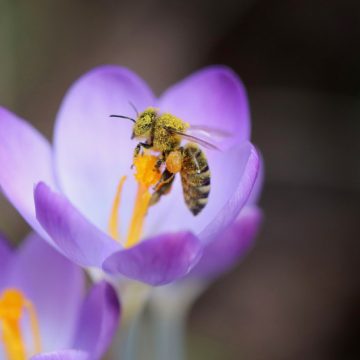 Il Green Friday di 3Bee, scegli le api e regala la sostenibilità