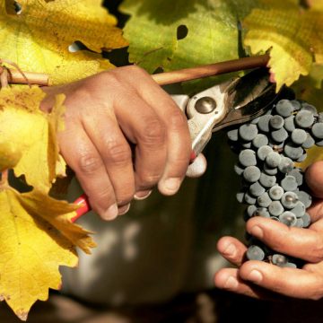 Cuyo, lo squisito abbinamento di Cordigliera e vini