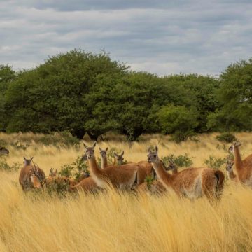 Il bramito del cervo rosso: il grido che scuote la foresta di La Pampa