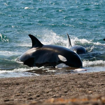 Península Valdés: perché è uno dei periodi migliori dell’anno per vedere le orche