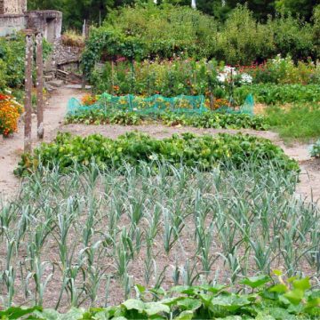 Fare l’orto contro il caro bollette: ecco come risparmiare coltivando