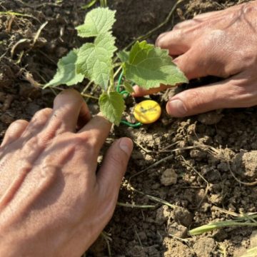 Enjoy Energy avvia il Bosco Enjoy: un Innovativo Progetto di Sostenibilità