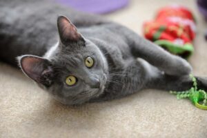 gatto korat