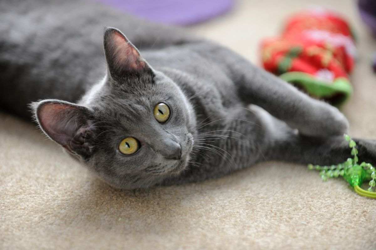 gatto korat