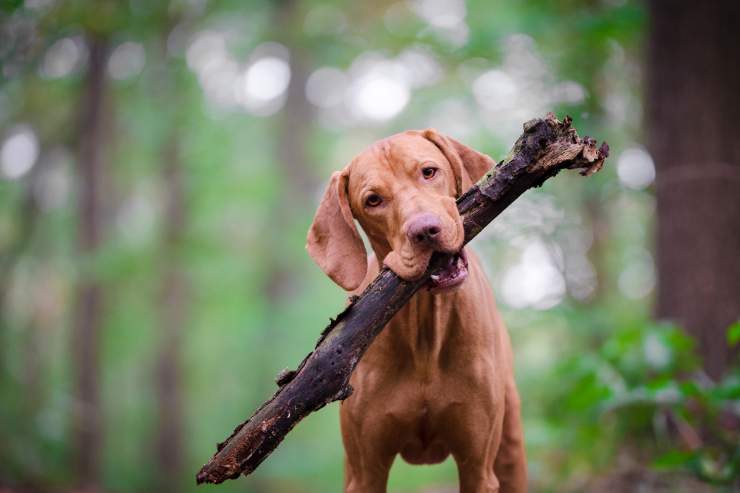 cane con bastone 